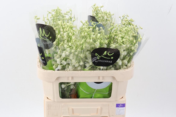 <h4>Delph En Be An White</h4>