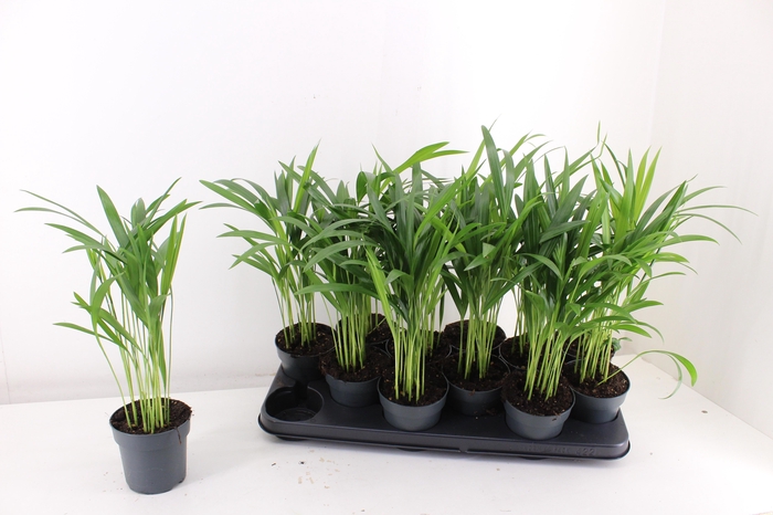 <h4>DYPSIS LUTESCENS</h4>