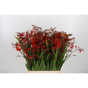 Crocosmia Amber Glow