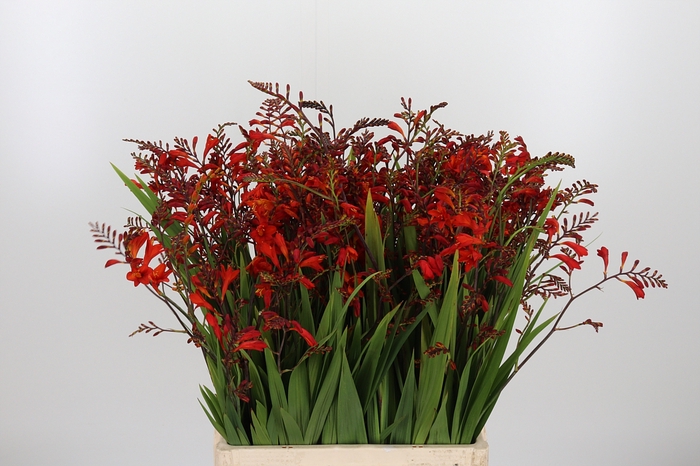 <h4>Crocosmia Amber Glow</h4>