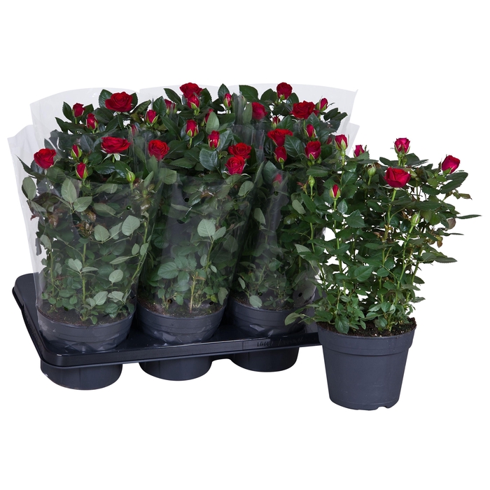 <h4>Nolina Palace Ø 17 cm Red Blanco sleeve</h4>