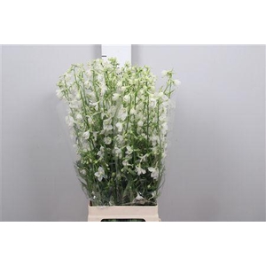 Delph En Be Andes White