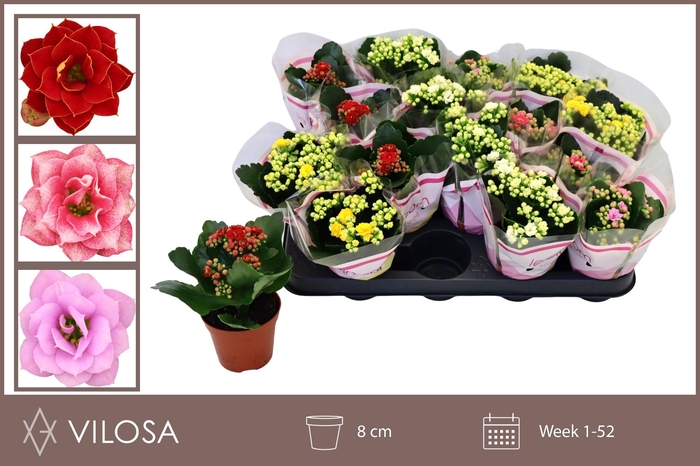 <h4>KAL GE GEM 5 KL</h4>