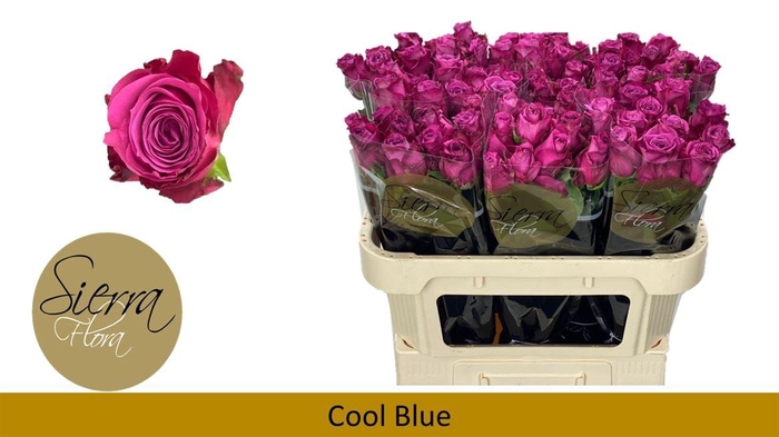 <h4>R Gr Cool Blue</h4>