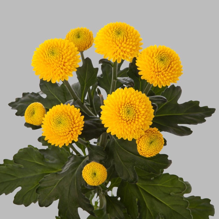 <h4>CHR T LIMONCELLO</h4>