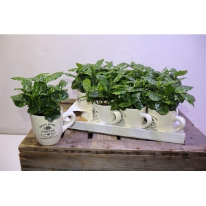 arr8 Coffea Arabica