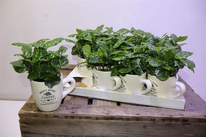<h4>arr8 Coffea Arabica</h4>