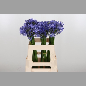 Agapanthus Intermedia