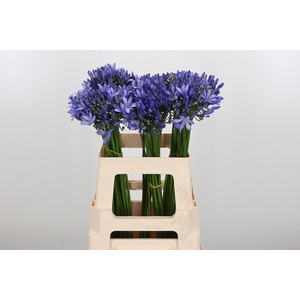 Agapanthus Intermedia