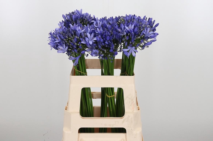 <h4>Agapanthus Intermedia</h4>