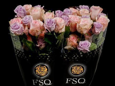 <h4>R Gr Seasons Lavander Mix</h4>