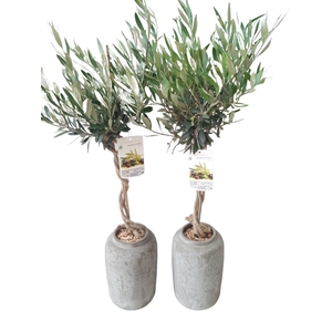 Arr.   Tuinplanten H%