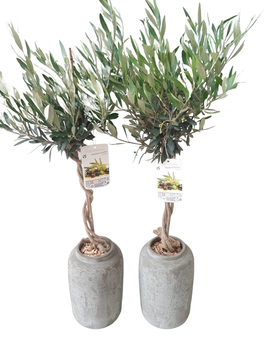 <h4>Arr.   Tuinplanten H%</h4>