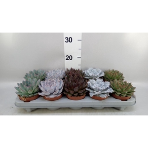 Echeveria   ...mix