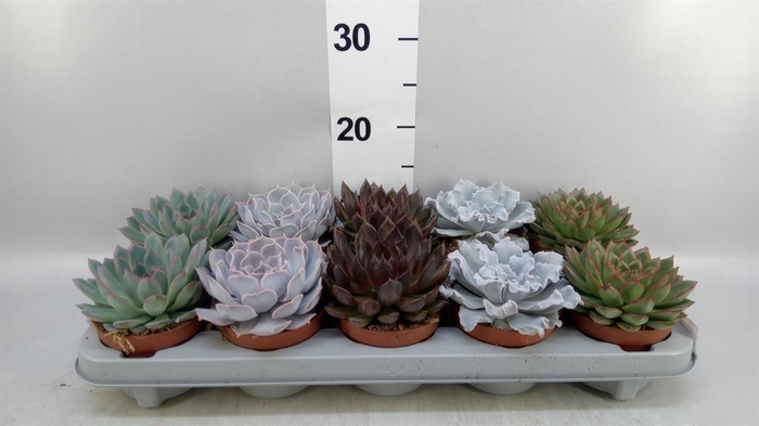<h4>Echeveria   ...mix</h4>