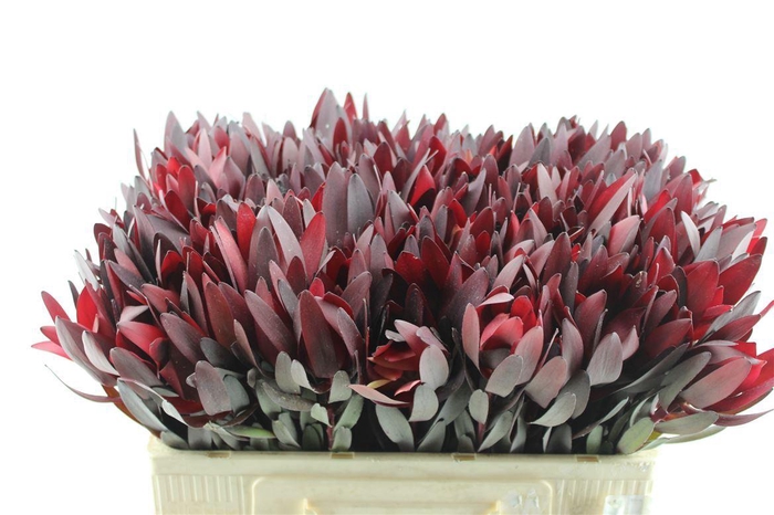 <h4>Leucad Saf Sunset</h4>