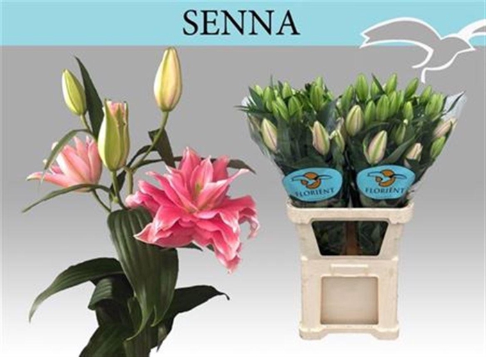 <h4>Li Or Du Senna</h4>