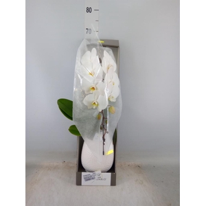 Phalaenopsis   ...white