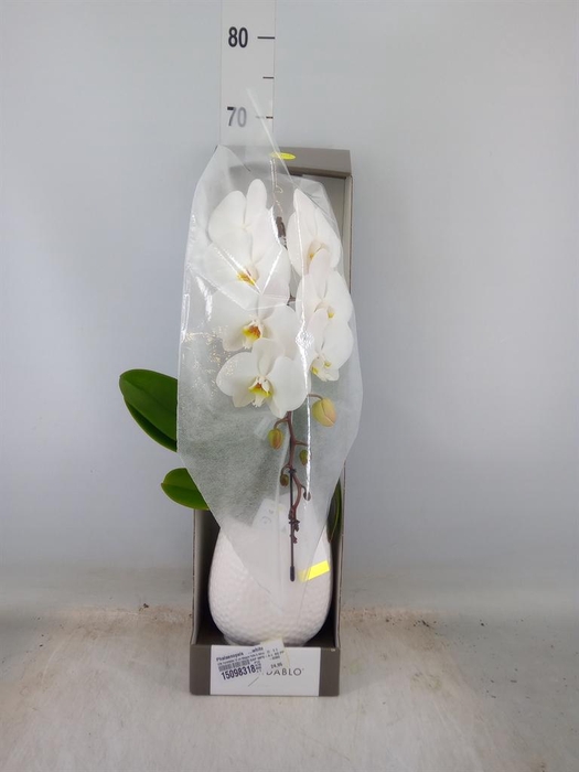 <h4>Phalaenopsis   ...white</h4>