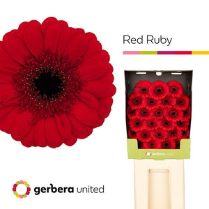 Ge Mi Red Ruby