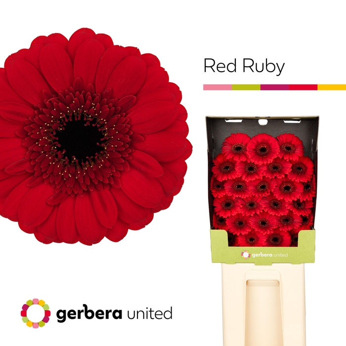 <h4>Ge Mi Red Ruby</h4>