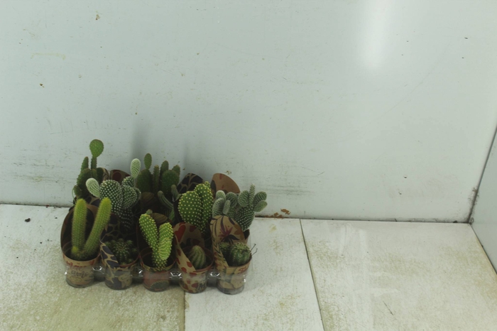 <h4>CACTUS MINI P06</h4>