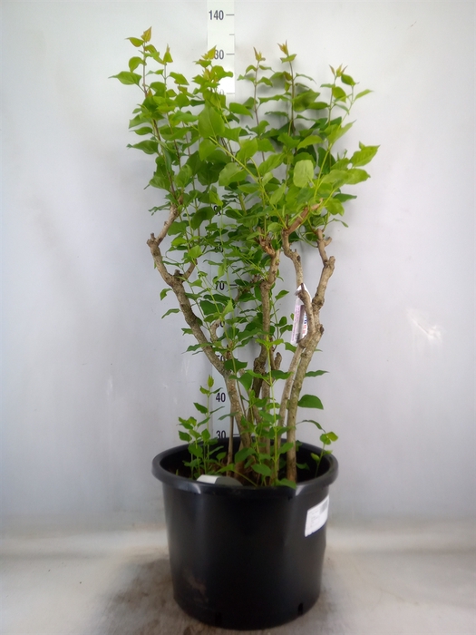 <h4>Syringa   ...</h4>