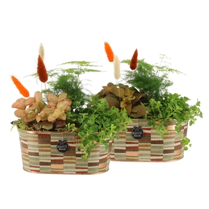 41577: Treasure time arrangement