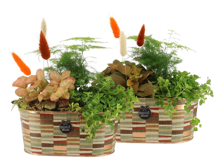 <h4>41577: Treasure time arrangement</h4>