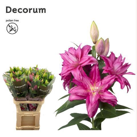 <h4>LI ROSELILY FLORETTA 4+</h4>