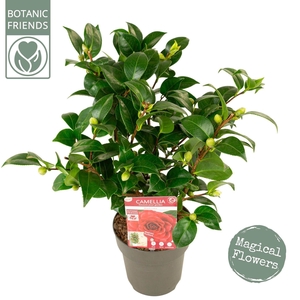 Camellia japonica