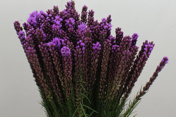 <h4>Liatris Callilepis</h4>