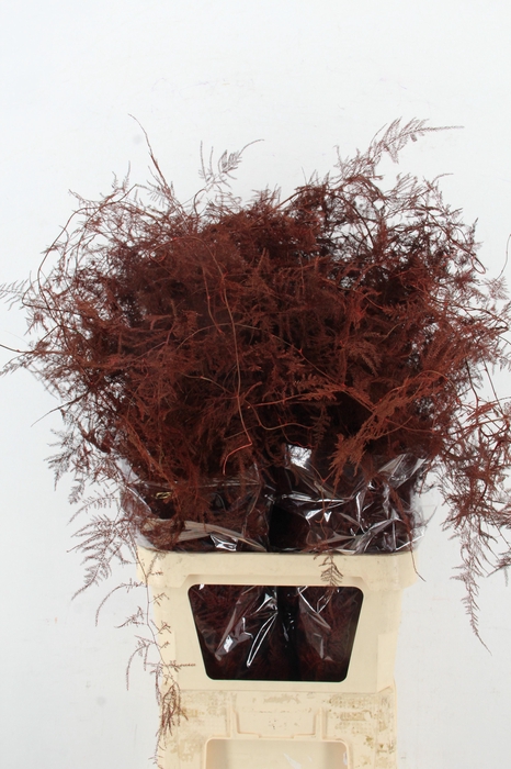 <h4>Asp IT L.Getopt Bordeaux</h4>