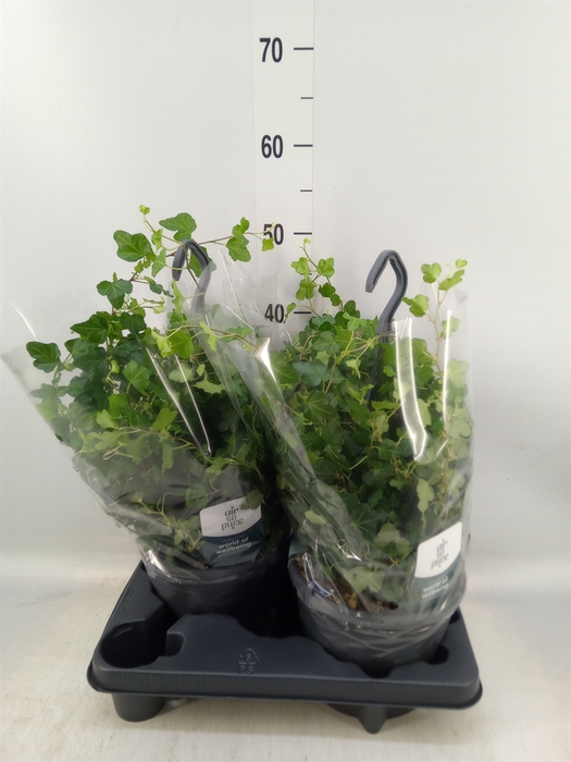 <h4>Parthenocissus  'Sugar Vine'</h4>