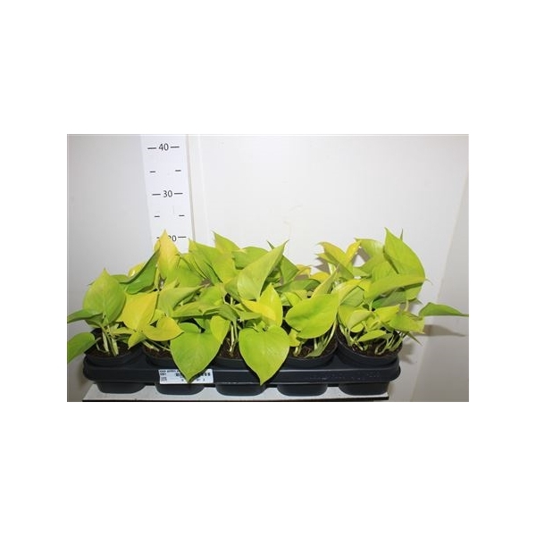 <h4>Epipr Golden Pothos</h4>