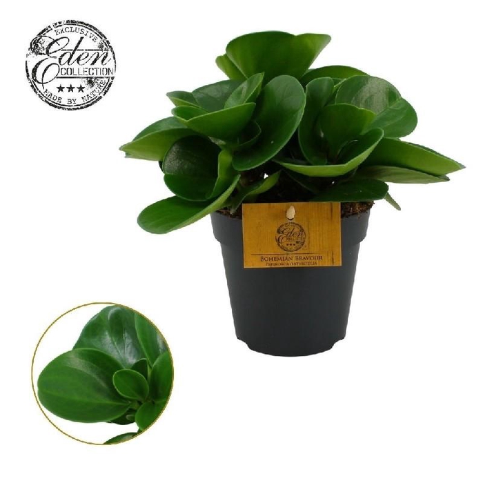 <h4>Peperomia Obtusifolia groen Bohemian Bravour</h4>