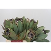Protea Barbigera Snow Leopard