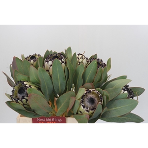 Protea Barbigera Snow Leopard