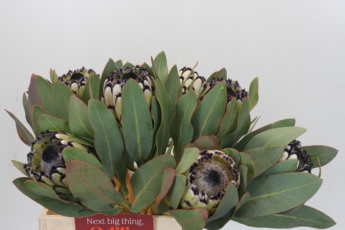 <h4>Protea Barbigera Snow Leopard</h4>