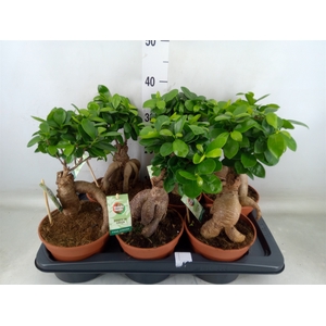 Ficus microcarpa 'Ginseng'