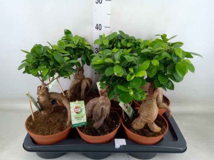 <h4>Ficus microcarpa 'Ginseng'</h4>
