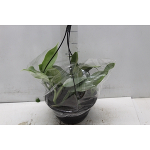 PHILODENDRON GREY C21