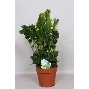 Zamioculcas zamiifolia 'Midori'