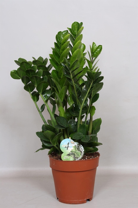 <h4>Zamioculcas zamiifolia 'Midori'</h4>