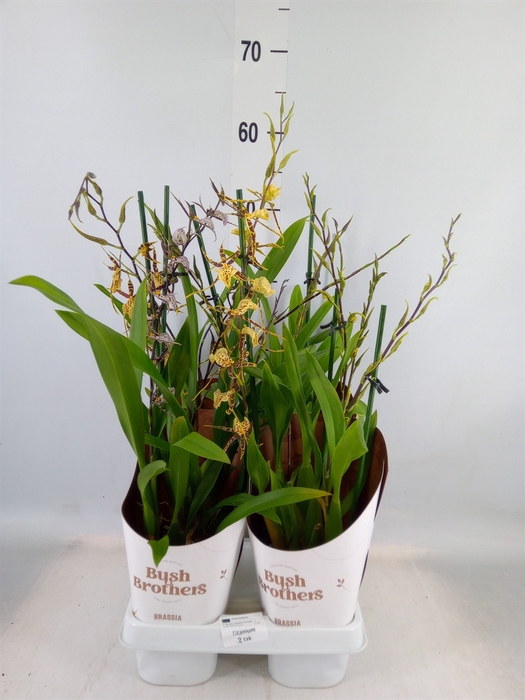 <h4>Brassia  'Summer Dream'</h4>