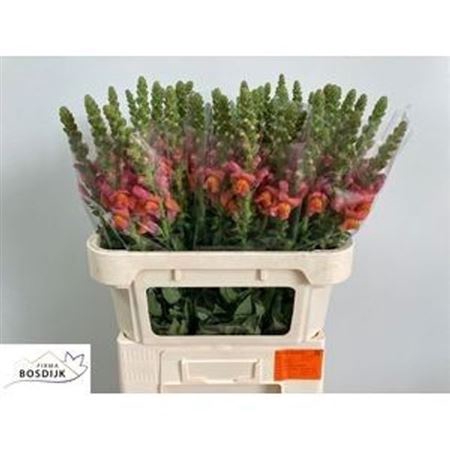 <h4>Antir Avignon D Orange</h4>