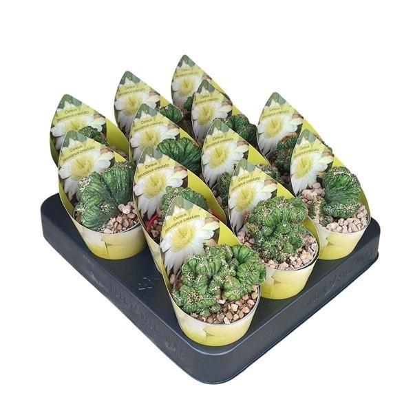 <h4>CERE MONSTR</h4>