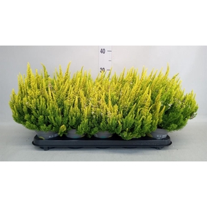 Calluna vulg. 'Skyline Barcelona'