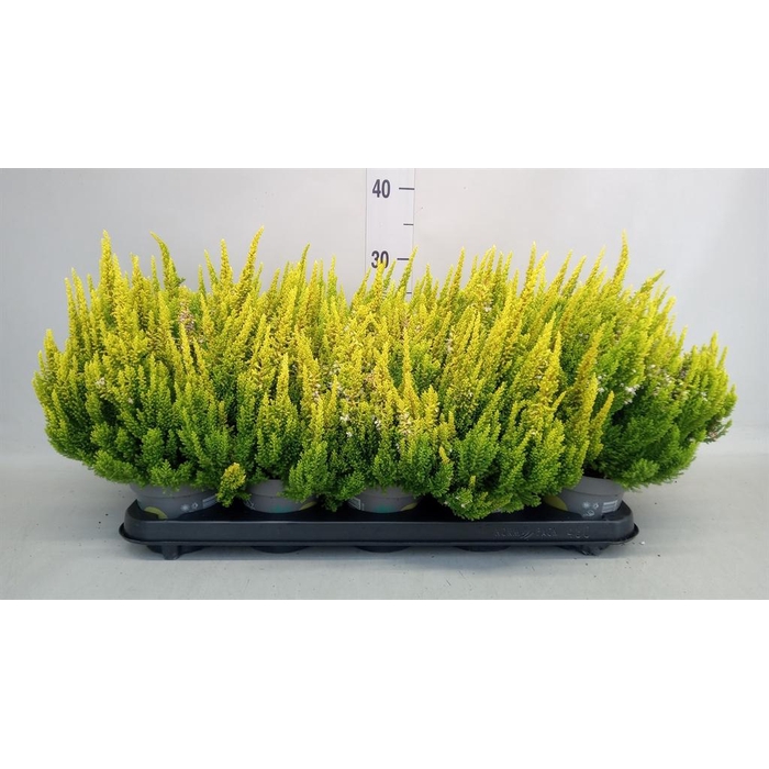 <h4>Calluna vulg. 'Skyline Barcelona'</h4>