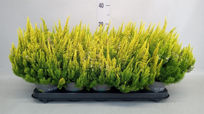 Calluna vulg. 'Skyline Barcelona'